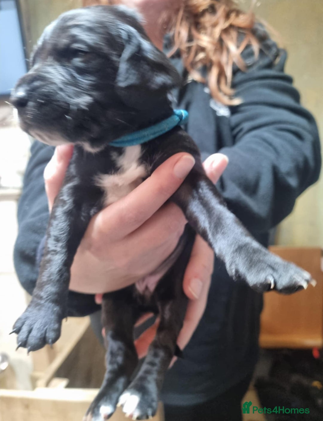 Mixed Breed dogs for sale: Rottweiler/Staffy x Sprocker - Advert 4