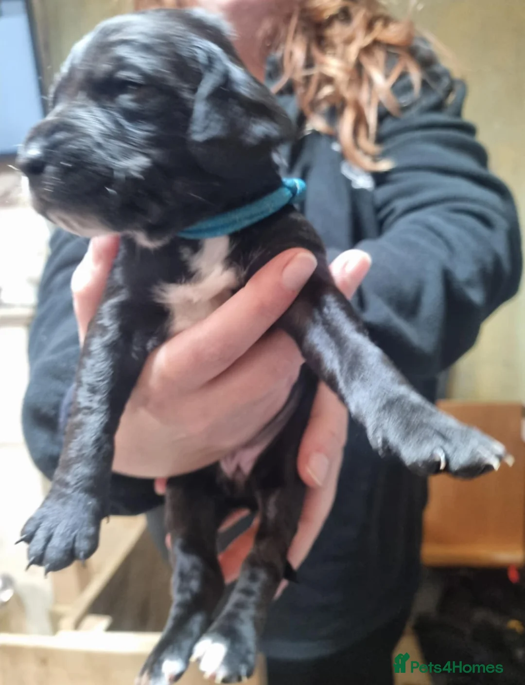 Mixed Breed dogs for sale: Rottweiler/Staffy x Sprocker - Advert 4