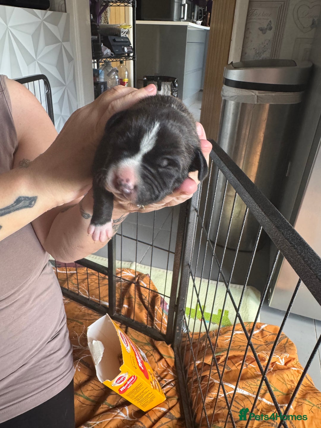 Staffordshire Bull Terrier dogs for sale: Staffordshire bull terrier puppies  - Image 14