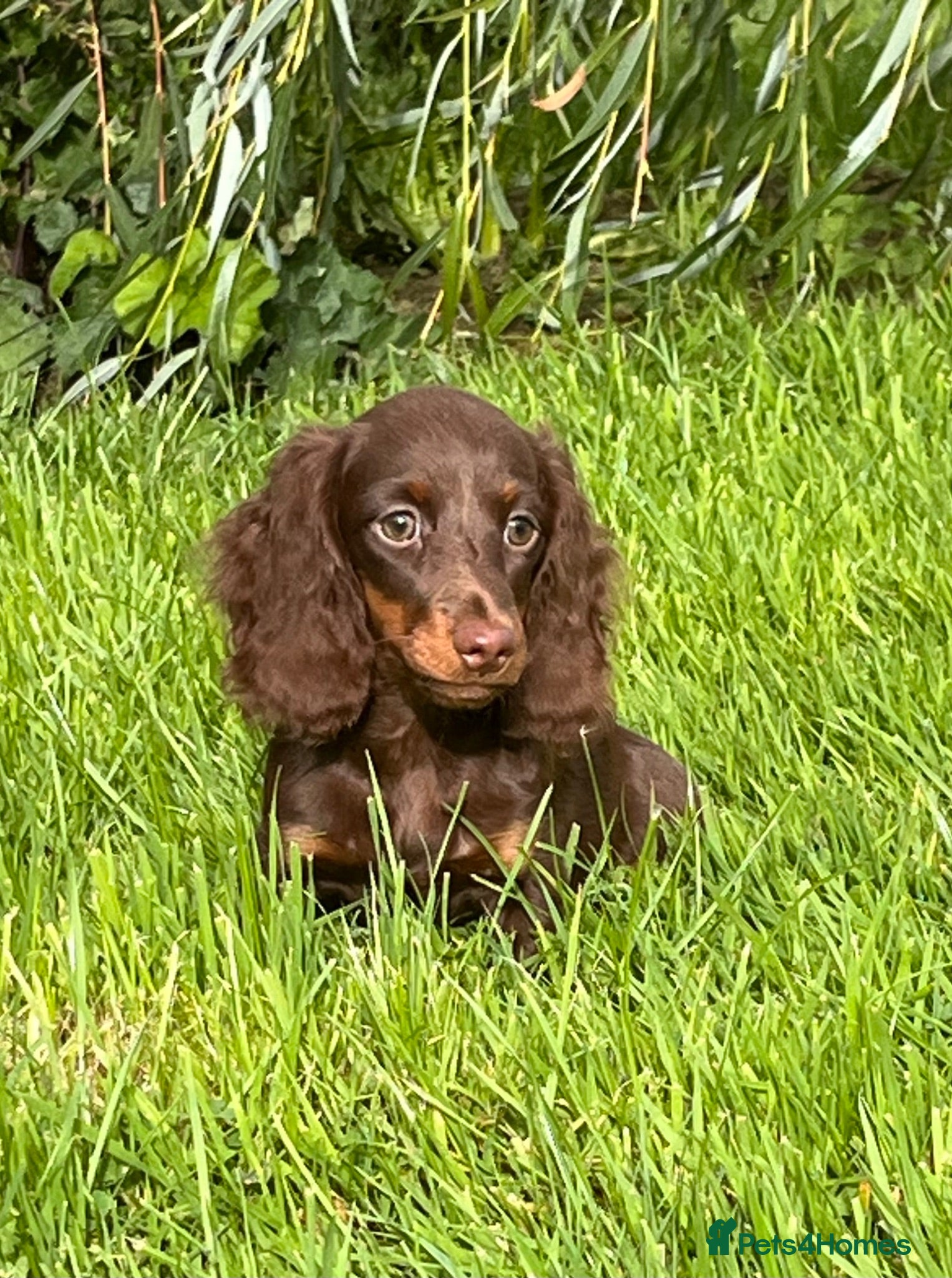 Dachshund dogs Gorgeous long haired miniature dachshund puppies  - Advert 6