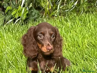 Dachshund dogs Gorgeous long haired miniature dachshund puppies - Advert 6