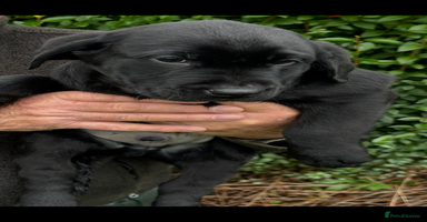 Labrador Retriever dogs Beautiful litter of Black Labrador Retriever Pups  - Advert 11