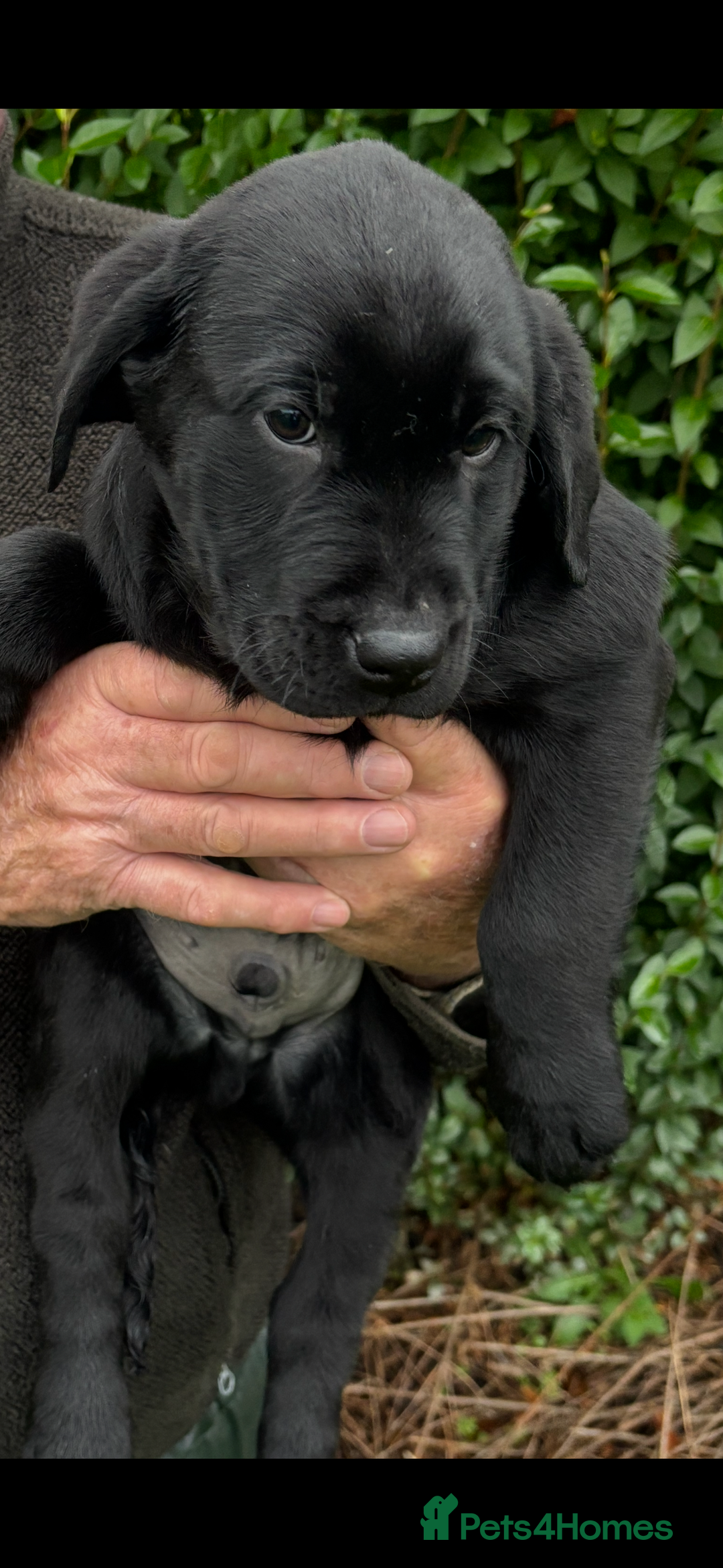 Labrador Retriever dogs for sale: Beautiful litter of Black Labrador Retriever Pups  - Advert 2