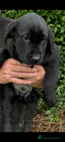Labrador Retriever dogs Beautiful litter of Black Labrador Retriever Pups - Advert 11