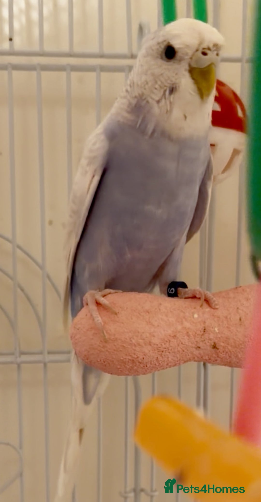 Budgerigars birds for sale: Budgies  - Advert 2