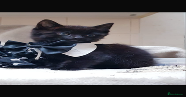 Mixed Breed cats - Advert 16