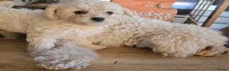 Cavapoochon dogs for sale: Beautiful Baby Cavapoochon puppies - Advert 15
