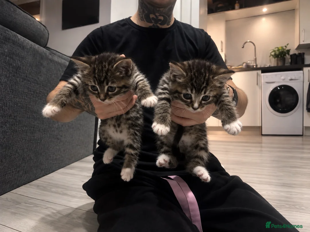 Mixed Breed cats for sale: Tabby x Bombay Kittens  - Advert 2