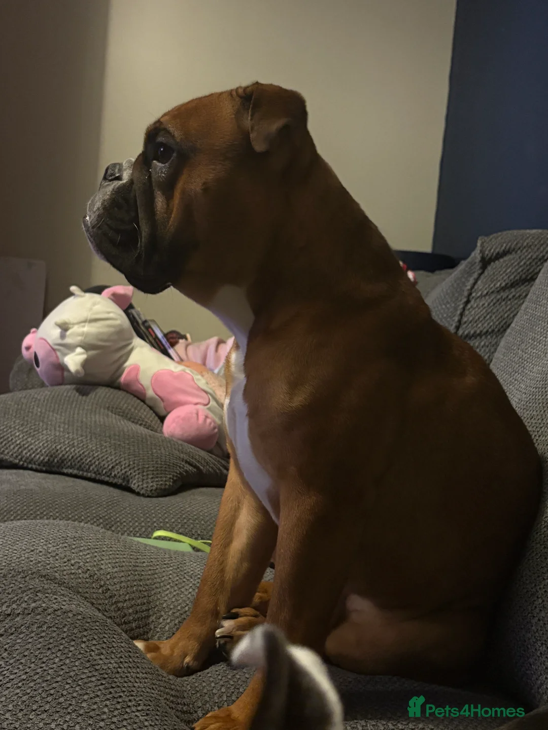 English Bulldog dogs for stud: Fully health tested, traditional bulldog for stud  - Advert 5