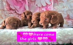 Cavapoo dogs for sale: 5 Star licenced breeder ** 2 girls available ** - Image 2