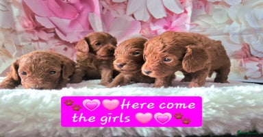 Cavapoo dogs - Advert 7
