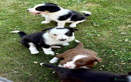 Border Collie dogs for sale: One Wonderful Boy Available - Image 12