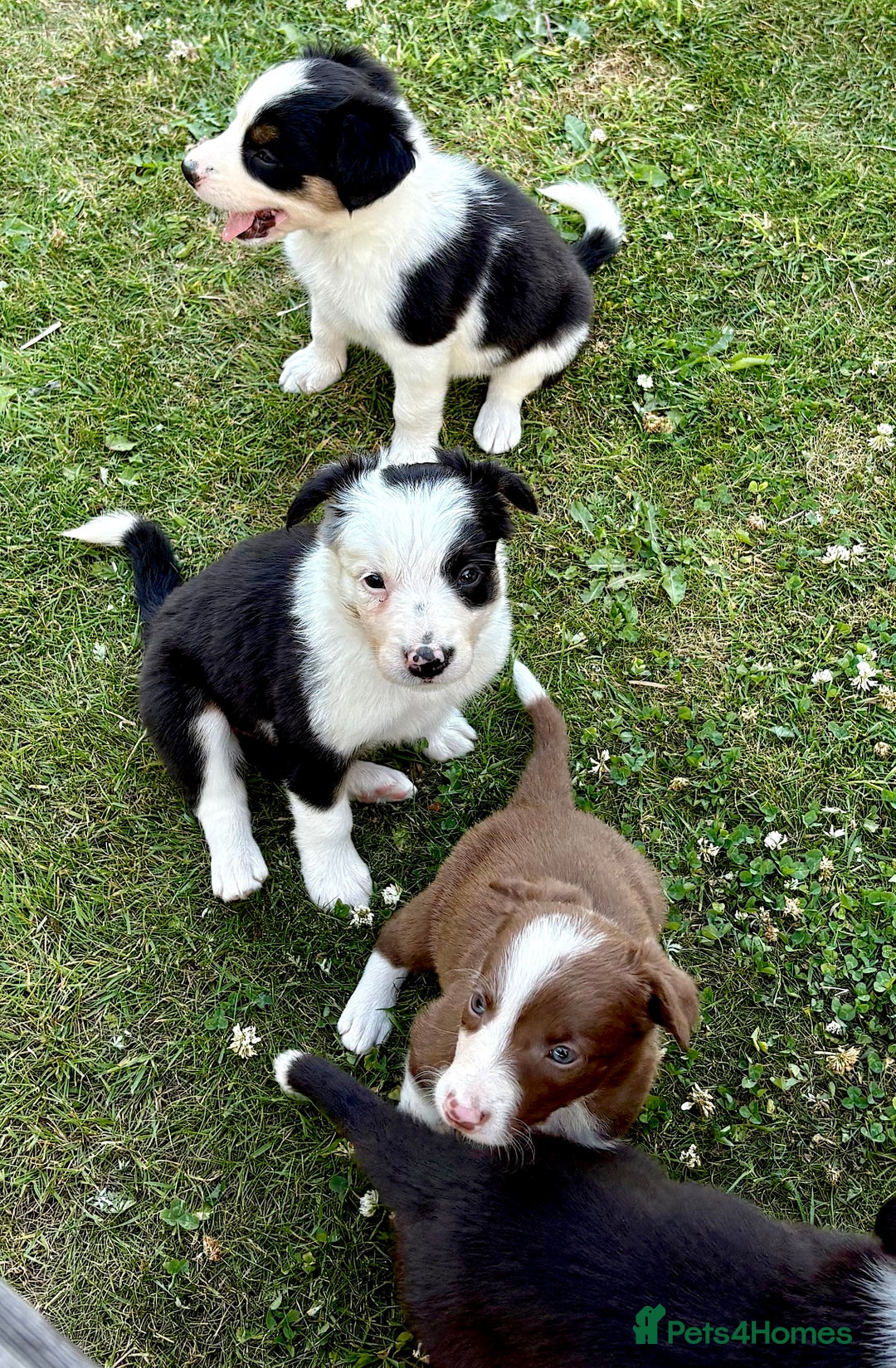 Border Collie dogs for sale: One Wonderful Boy Available - Image 12