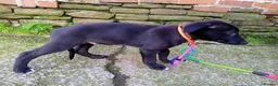 Mixed Breed dogs for sale: Lurcher pups (Collie x Whippet) - Advert 3
