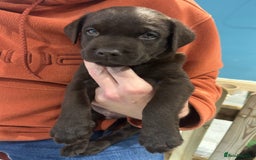 Labrador Retriever dogs for sale: Chunky Chocolate Labrador Puppies  - Image 2