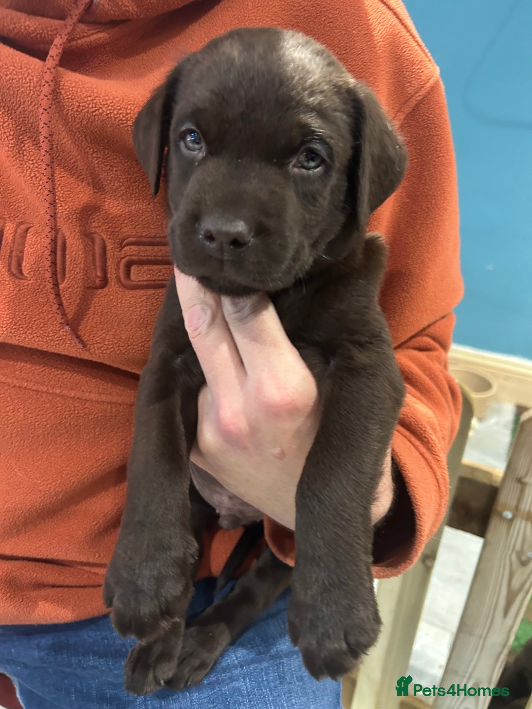 Labrador Retriever dogs for sale: Chunky Chocolate Labrador Puppies  - Image 2