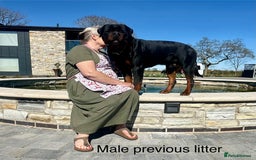 Rottweiler dogs for sale: 🏆Repeat breeding by No.1 Stud in the UK METAL!!🏆 - Image 12