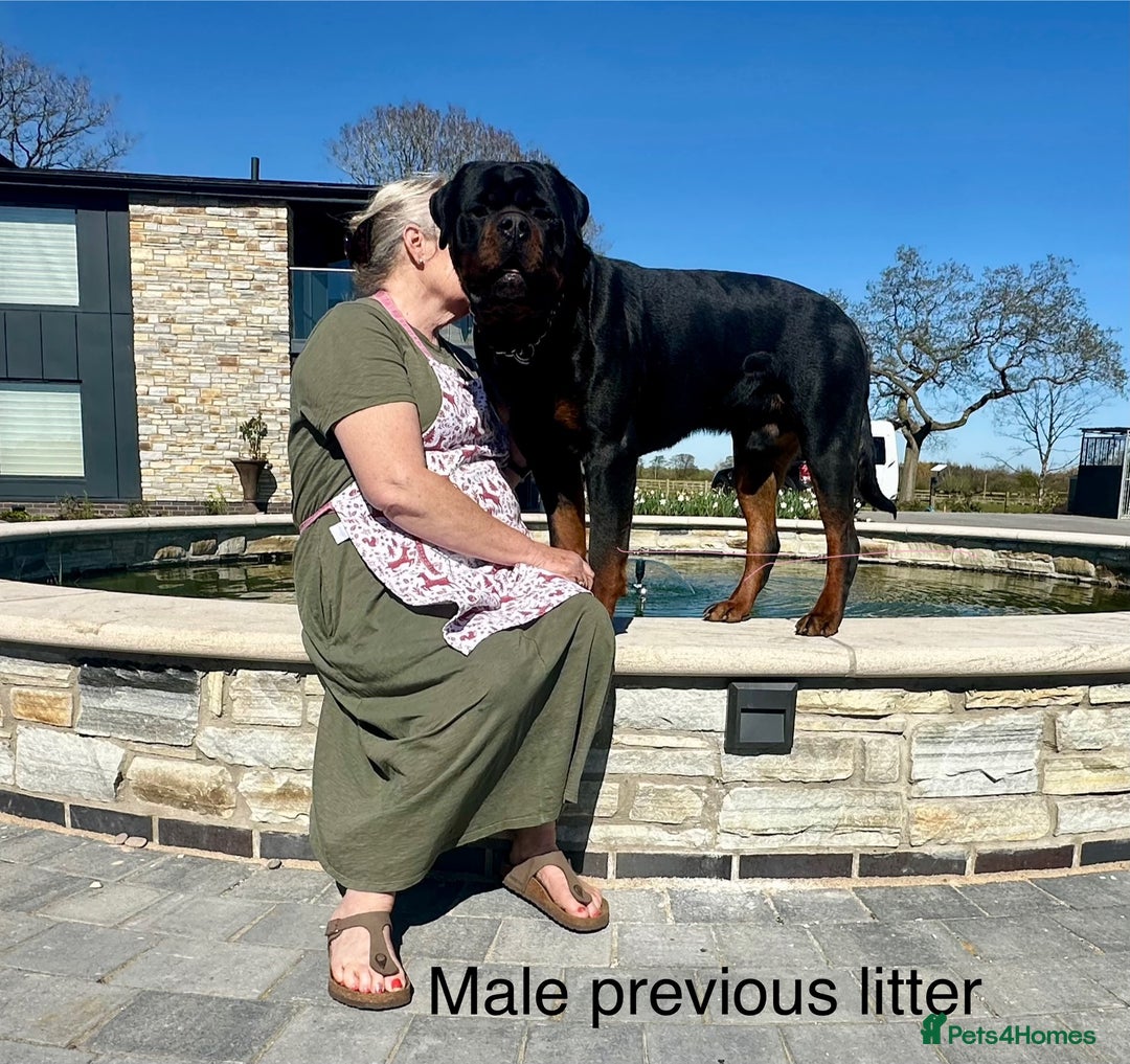 Rottweiler dogs for sale: 🏆Repeat breeding by No.1 Stud in the UK METAL!!🏆 - Image 12