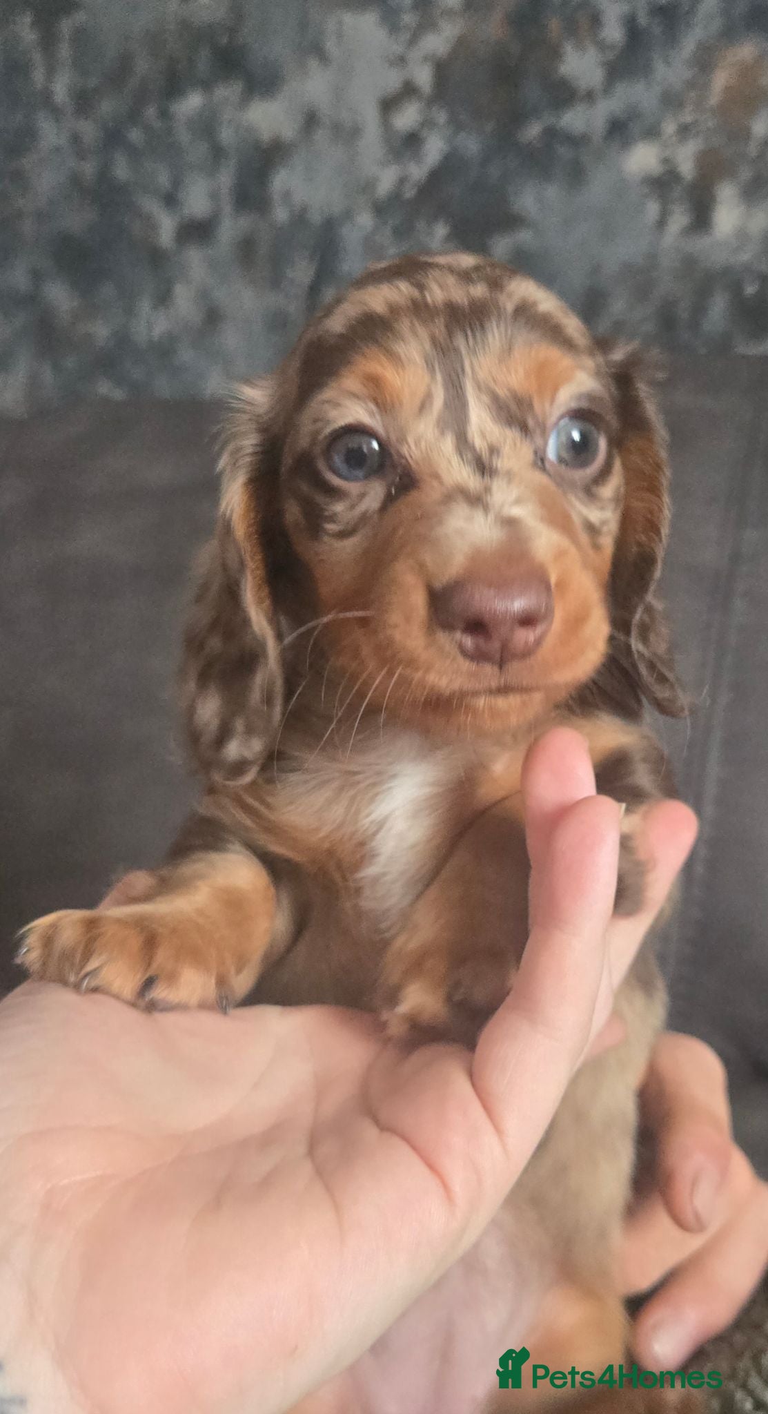 Miniature Dachshund dogs All-Girl Litter of Miniature Smooth Dachshunds - Advert 6