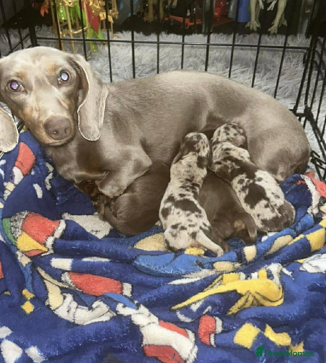 Miniature Dachshund dogs for sale: Stunning smooth haired miniature dachshund puppies - Advert 1