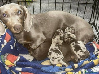 Miniature Dachshund dogs Stunning smooth haired miniature dachshund puppies - Advert 1