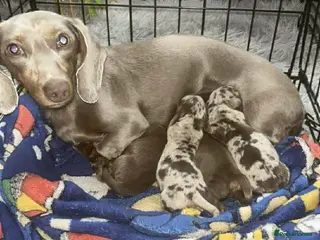 Miniature Dachshund dogs Stunning smooth haired miniature dachshund puppies - Advert 21