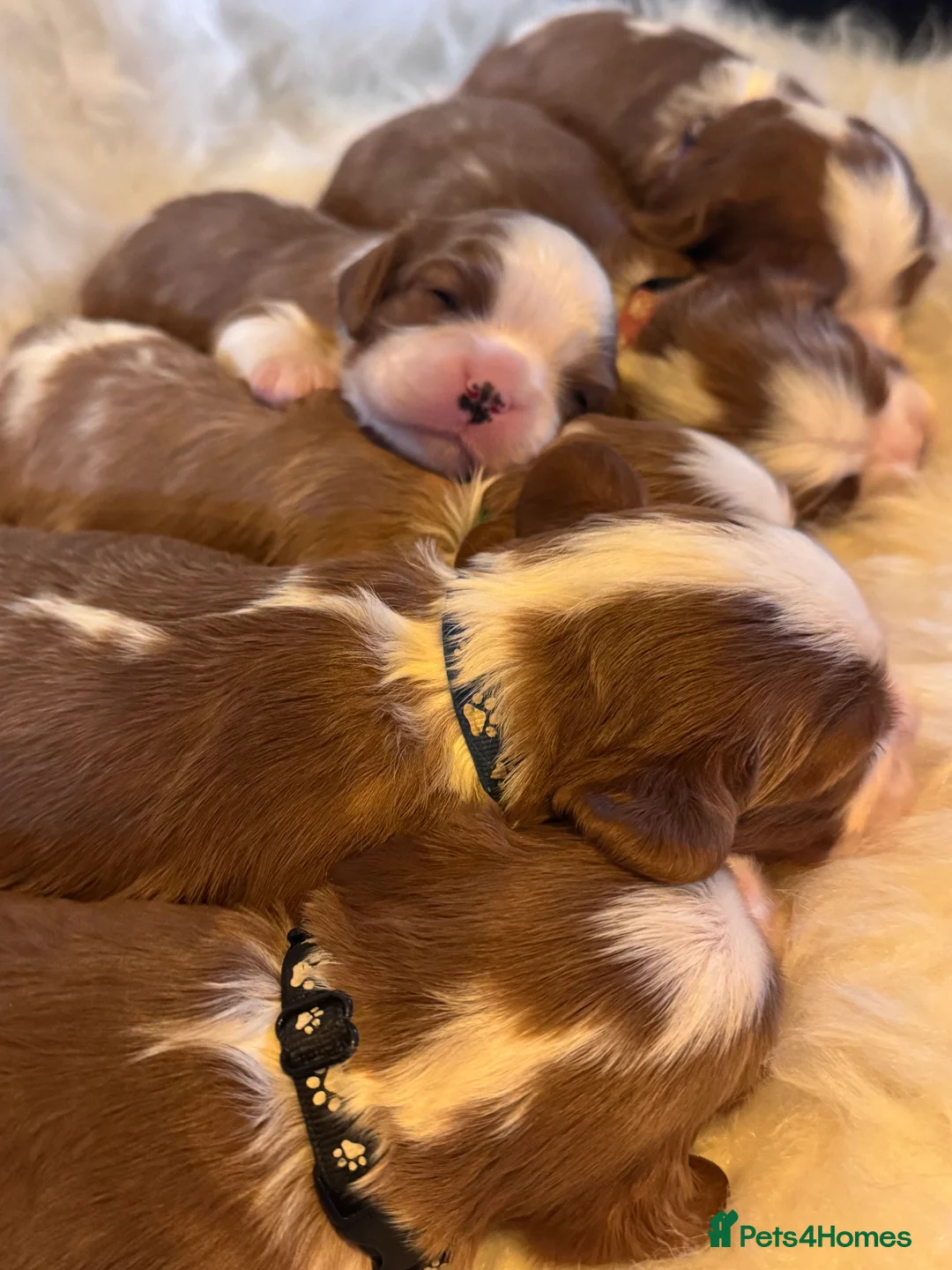 Cavalier King Charles Spaniel dogs for sale: Cavalier King Charles KC reg DNA 5* home breed - Advert 4