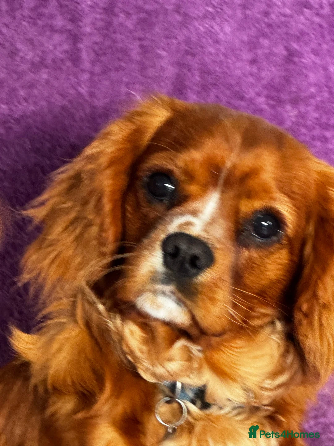 Cavalier King Charles Spaniel dogs for sale: KC Reg 8 month old trained boys - Advert 15