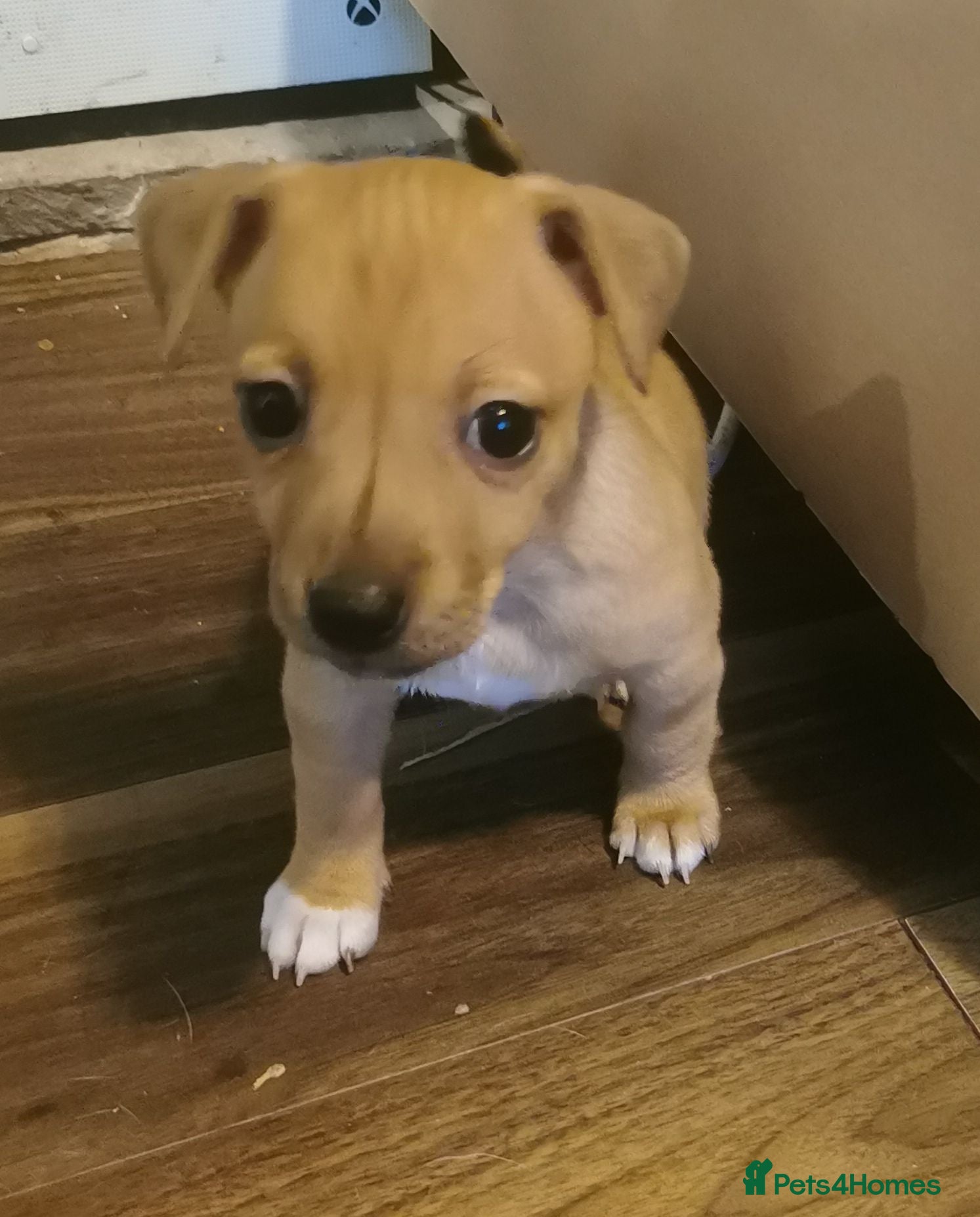 Jack Russell dogs LAST ONE - miniature Jack Russell Terrier - Advert 5