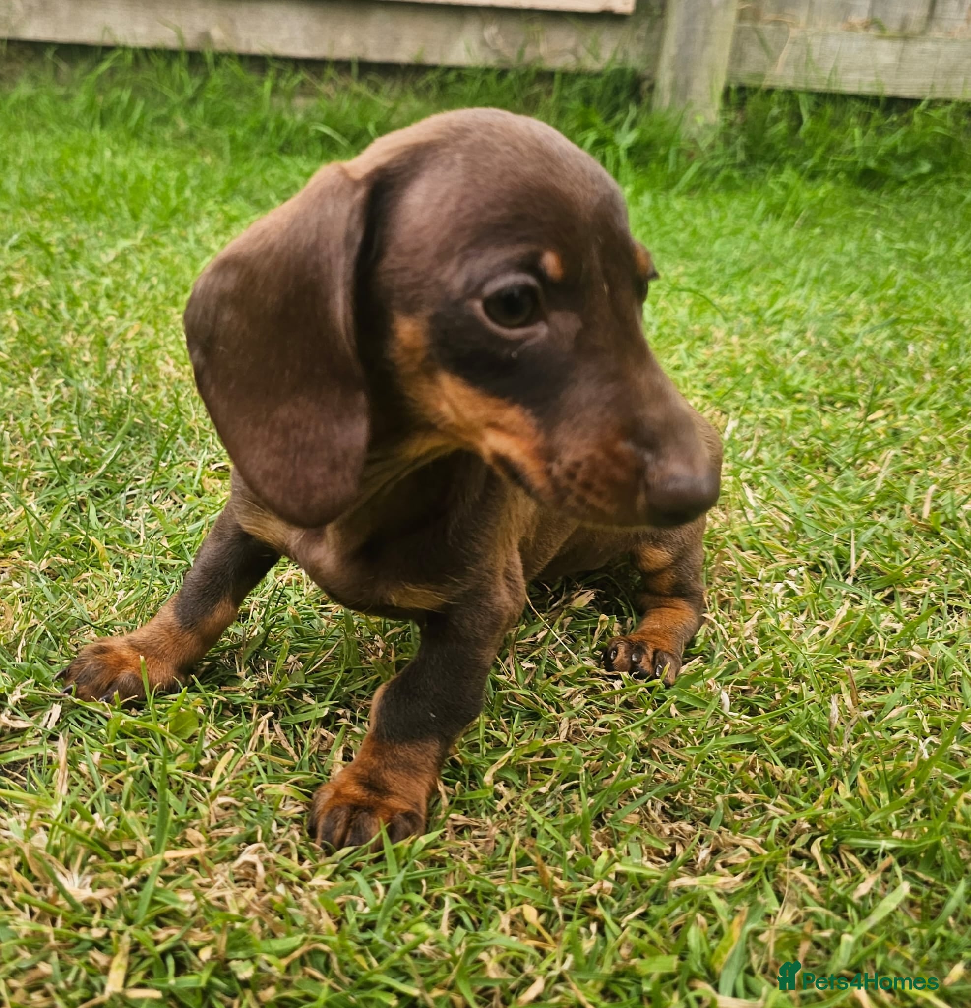 Dachshund dogs Super sweet Dachshund puppies - Advert 1
