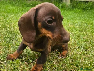 Dachshund dogs Super sweet Dachshund puppies - Advert 1