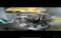 Cane Corso dogs for sale: Cane Corso Puppies  - Image 6