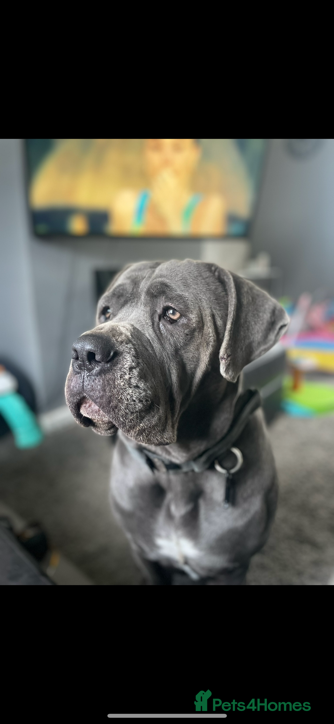 Cane Corso dogs for sale: Cane Corso Puppies  - Image 6
