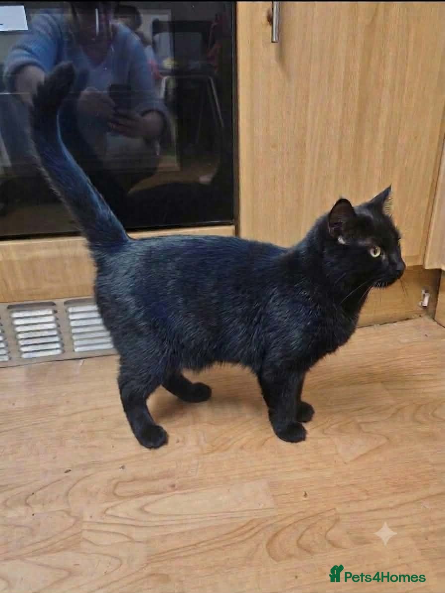 Mixed Breed cats Beautiful kitten looking for new home  - Advert 1