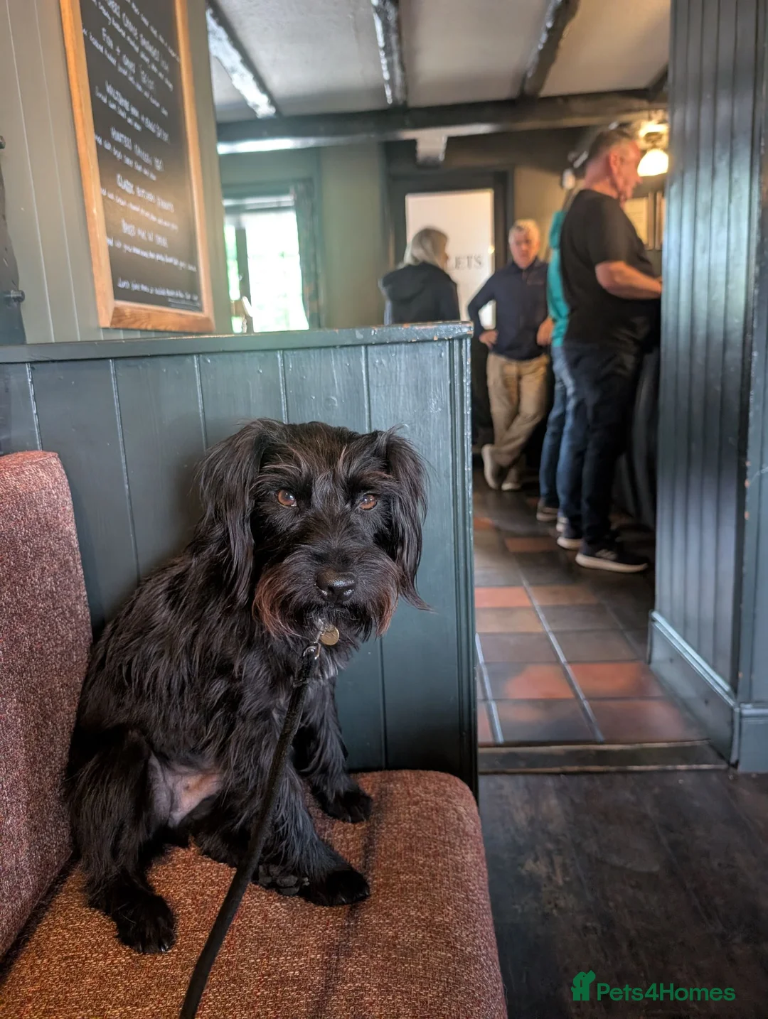 Mixed Breed dogs for sale: Paterdale x Cairn terrier  - Advert 7