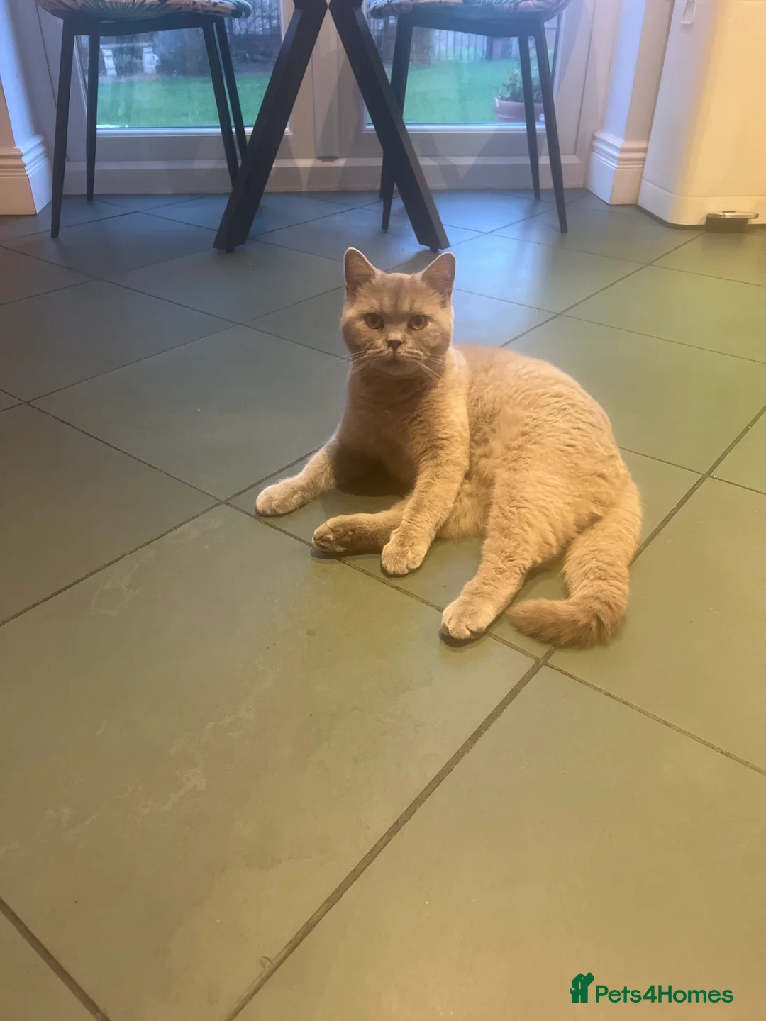 British Shorthair cats for sale: British short hair  - Advert 2