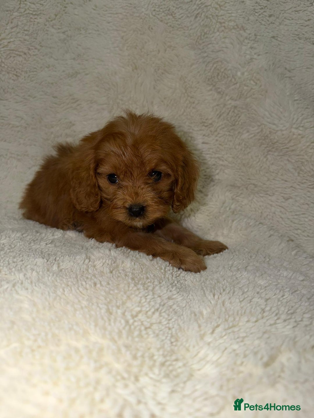 Cavapoo dogs for sale: ❤️Health-Tested Cavapoo Puppies 🐶 - Advert 5