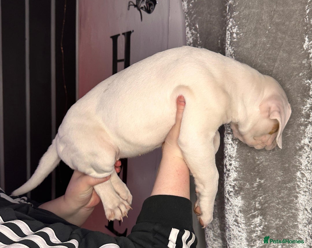 American Bulldog dogs for sale: American Bulldog Puppies – Ready Now! - Image 5