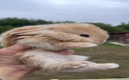Mini Lop rabbits for sale: Baby mini lops ready to reserve !! - Image 4