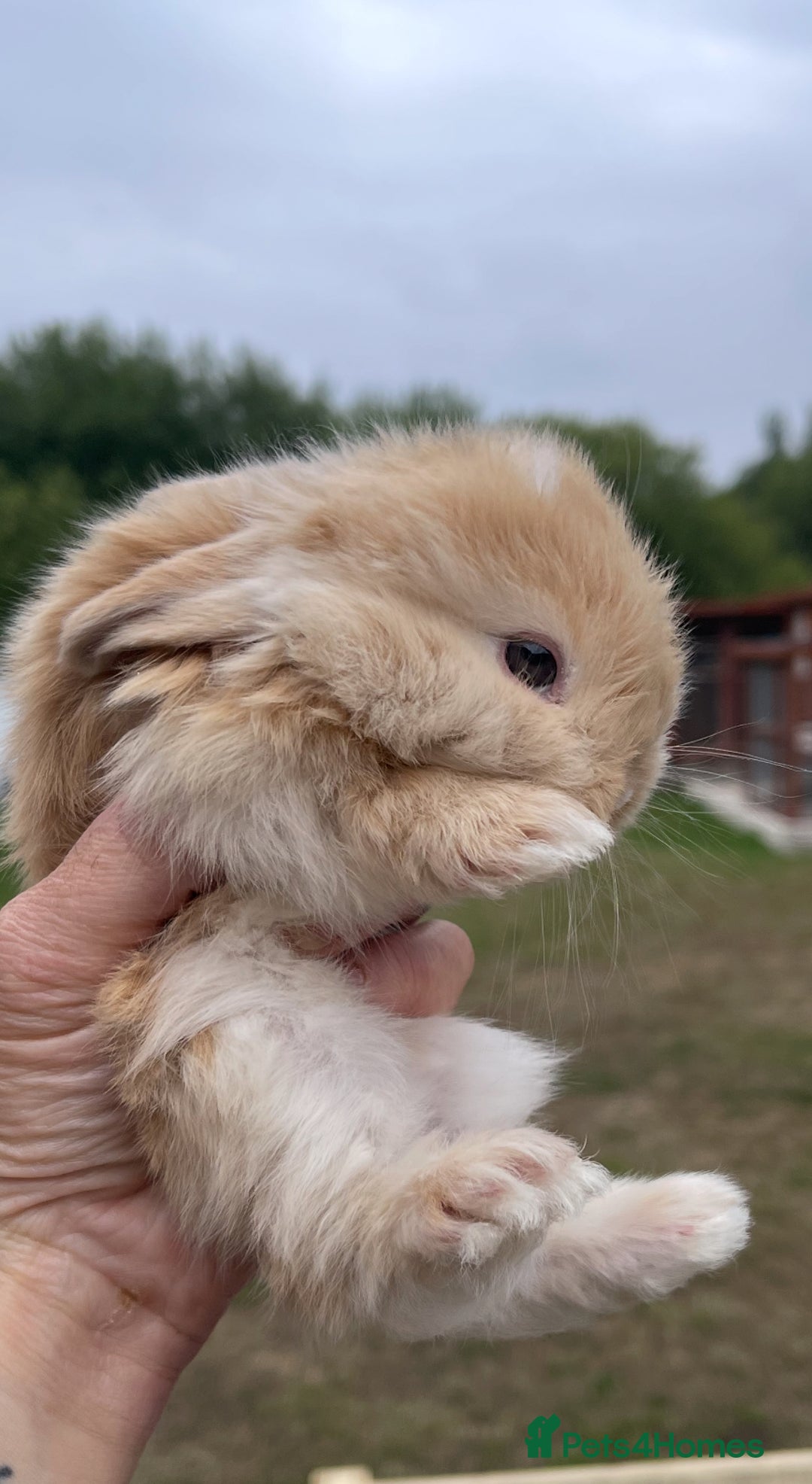 Mini Lop rabbits for sale: Baby mini lops ready to reserve !! - Image 4