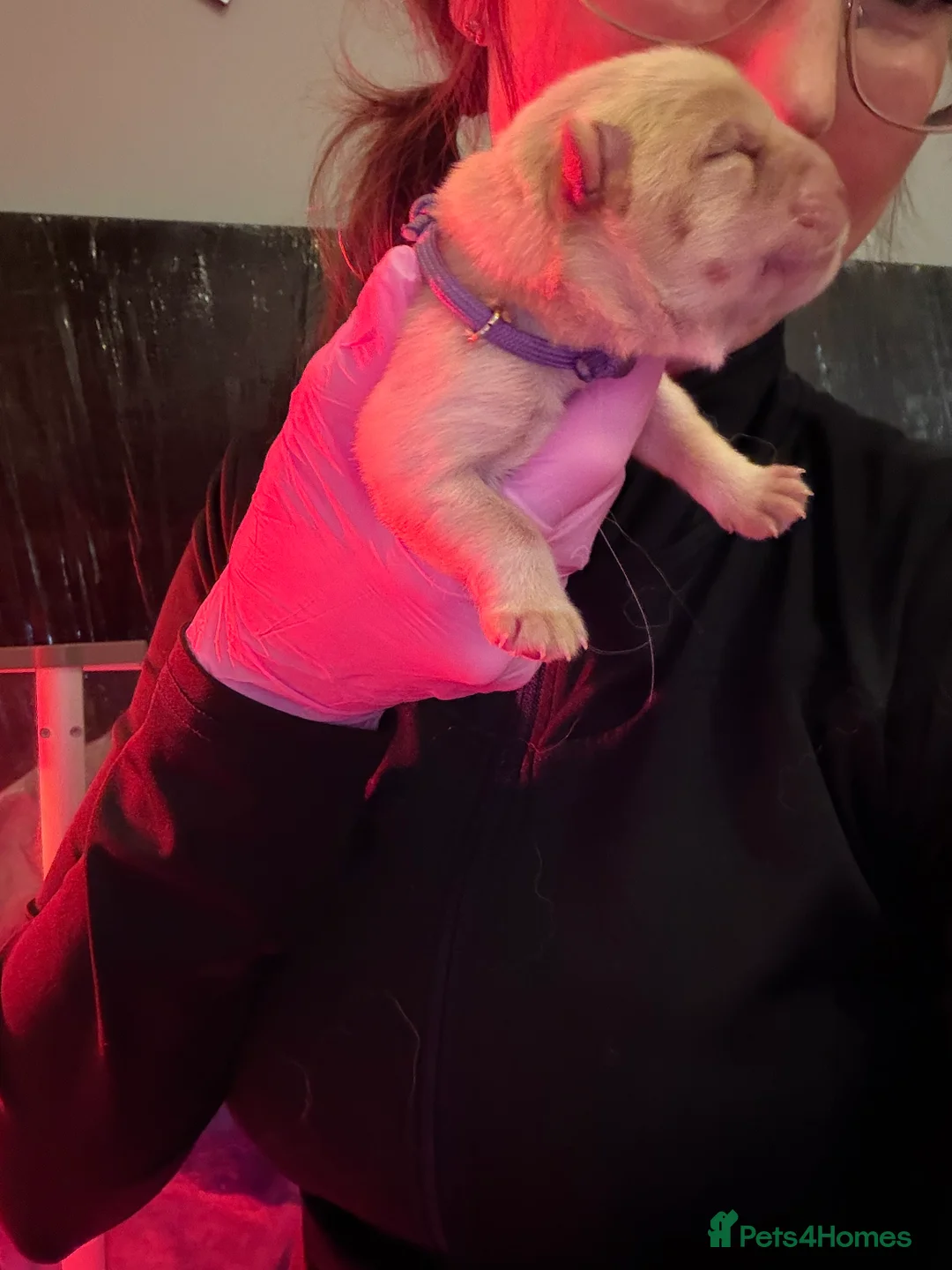 Chow Chow dogs for sale: KC Registered Chow Chow Puppies ❤️ - Advert 8