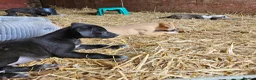 Mixed Breed dogs for sale: Stunning Kelpie lurchers  - Advert 26
