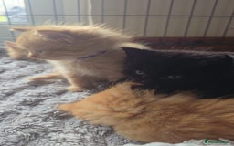 Persian cats for sale: Ginger and black fluffy kittens - Image 14