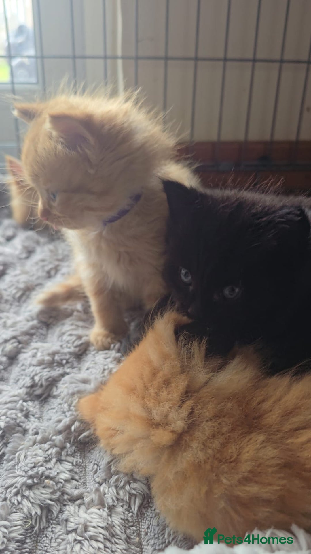 Persian cats for sale: Ginger and black fluffy kittens - Image 14