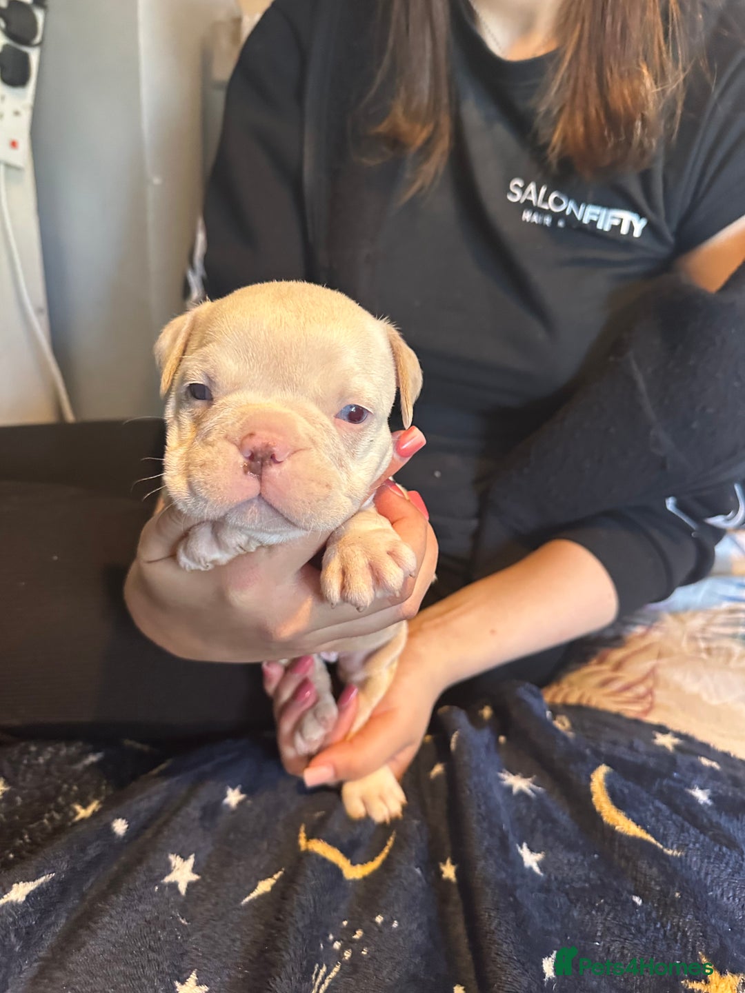 American Bully dogs for sale: ABKC REGISTERED Pocket Exotic/Extreme Bully PUPS! - Image 16