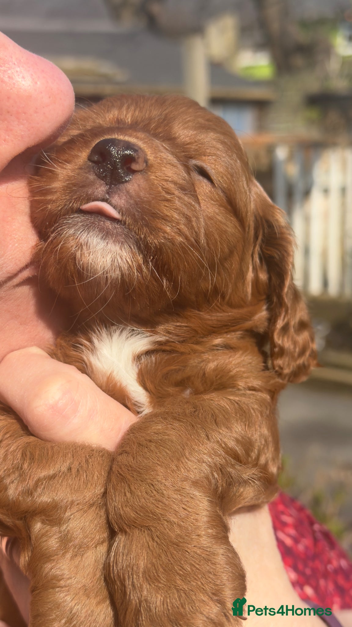 Cockapoo dogs F1 Toy Cockerpoo’s fox red with white markings - Advert 1