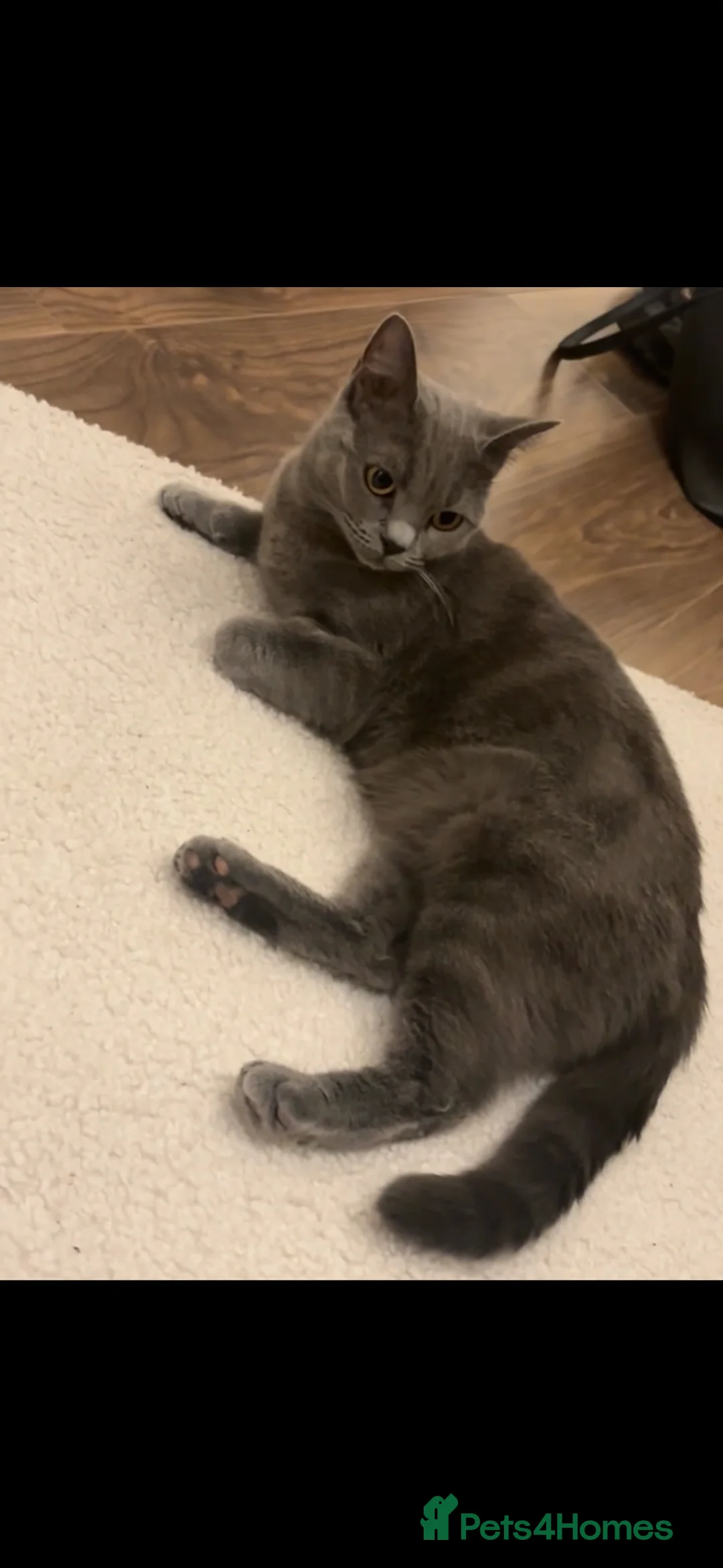 Mixed Breed cats for sale: Mixed British short hair  in Bedford - Advert 2