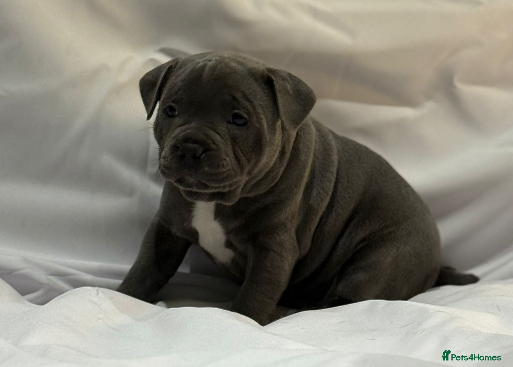 Staffordshire Bull Terrier dogs 3 KC Registered Blue Staffordshire Bull Terriers - Advert 2