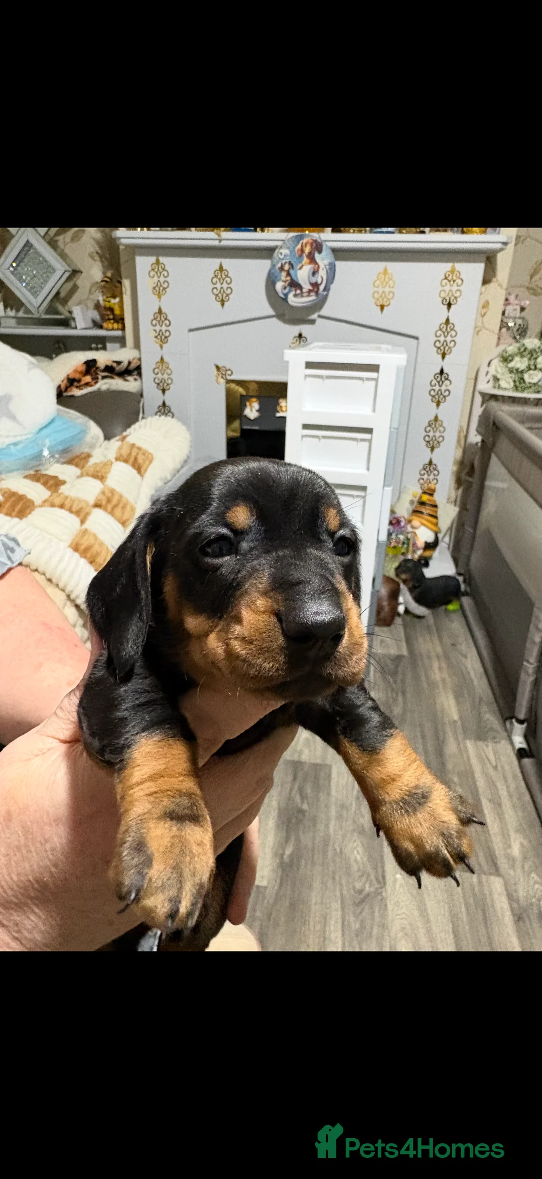 Miniature Dachshund dogs for sale: Beautiful miniature dash hounds pure black tans  - Advert 4