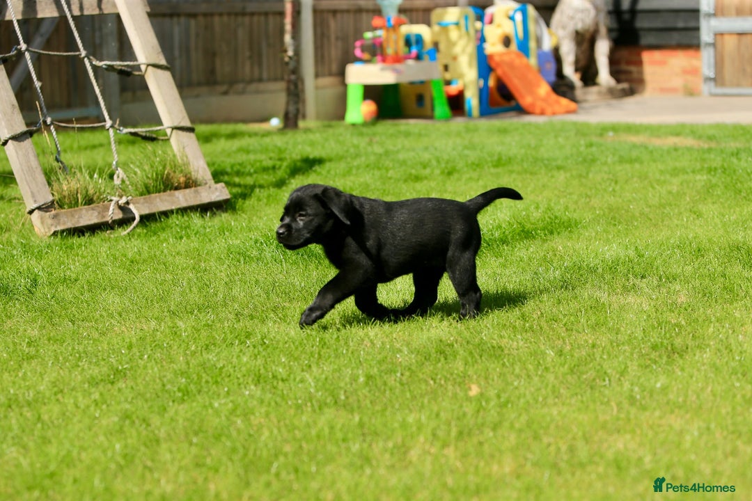 Labrador Retriever dogs for sale: Stunning litter of 6 Labrador Puppies  - Image 9
